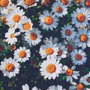 Meet your Posher, Chanel